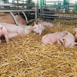 Улучшение показателей продуктивности свиней после вакцинации свиноматок и поросят вакциной Цирковак (Мериал) на одной из свиноферм Болгарии
