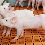 Мероприятия по безопасности в свиноводстве