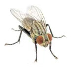 Зоофильные мухи семейства Sarcophagidae
