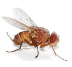 Зоофильные мухи семейства Muscidae