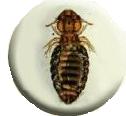 Bovicola bovis