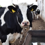 Эффективные  методы борьбы  с тепловым стрессом  у коров