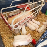Советы компании Маgapor о важности профилактических мероприятий на воспроизводительные функции в свиноводстве.