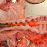 Постцервикальное (внутриматочное) осеменение свиней