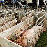 Свиной цирковирус второго типа (СЦВ2) основная причина абортов во Франции