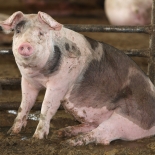 Свиноматки, штучно запліднені зараженої спермою СЦВ2: II. Результати після смерті
