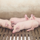 Основні правила по догляду за свинями